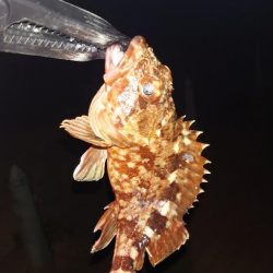 ラインのテスト釣行