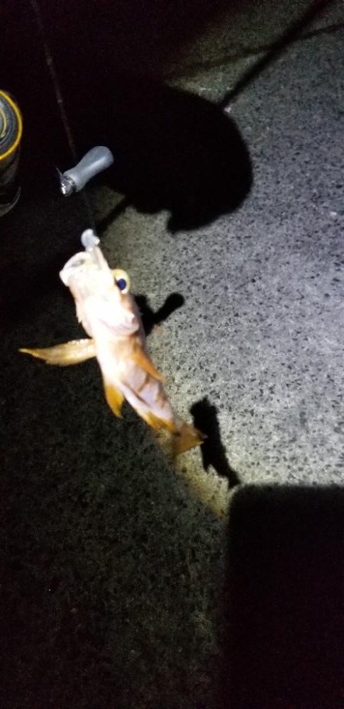 エギングロッドで軽量ジグ単アジング