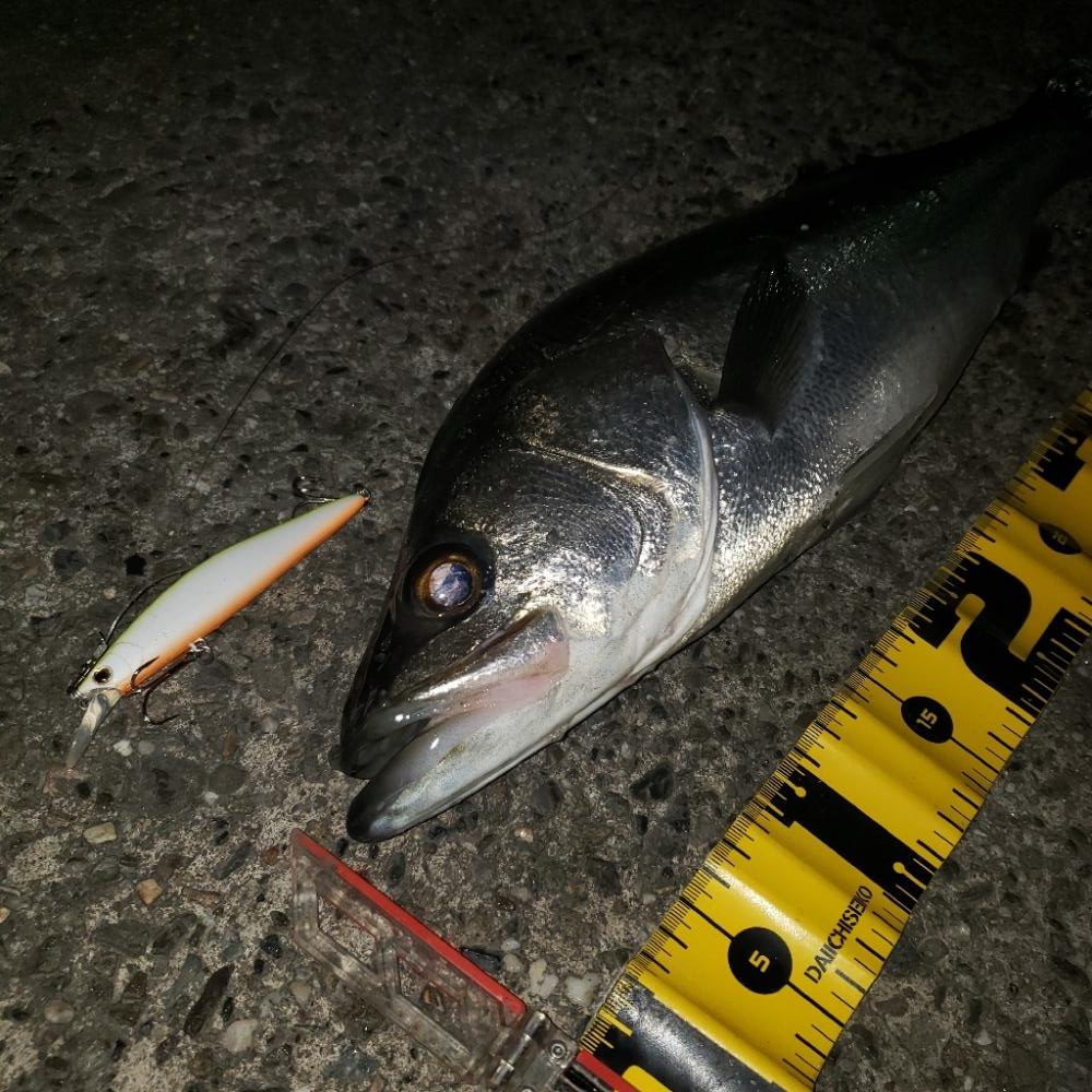 おはようスズキさん！