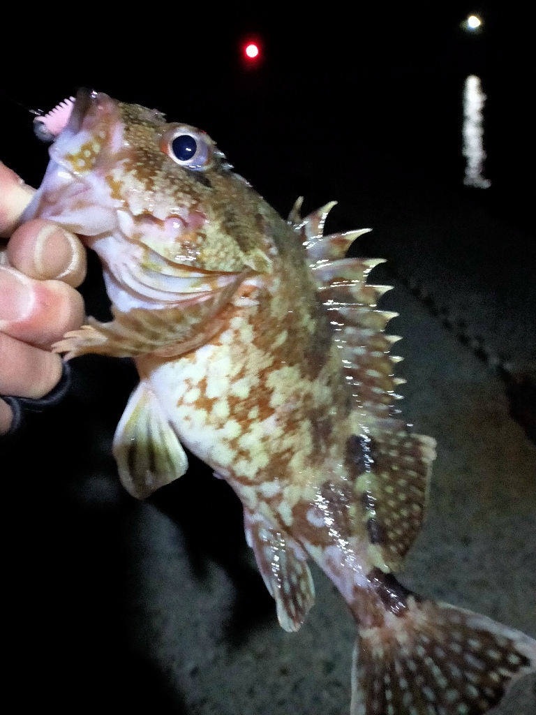 月下美人の鱗つけ