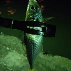 久々のアジング