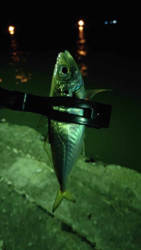 久々のアジング