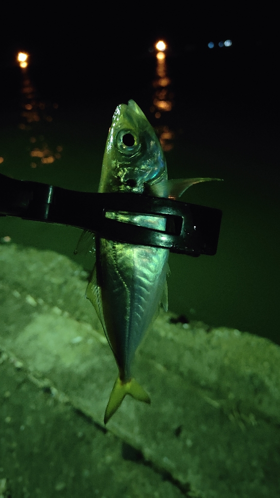 久々のアジング