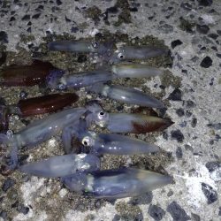 ヒイカエギング