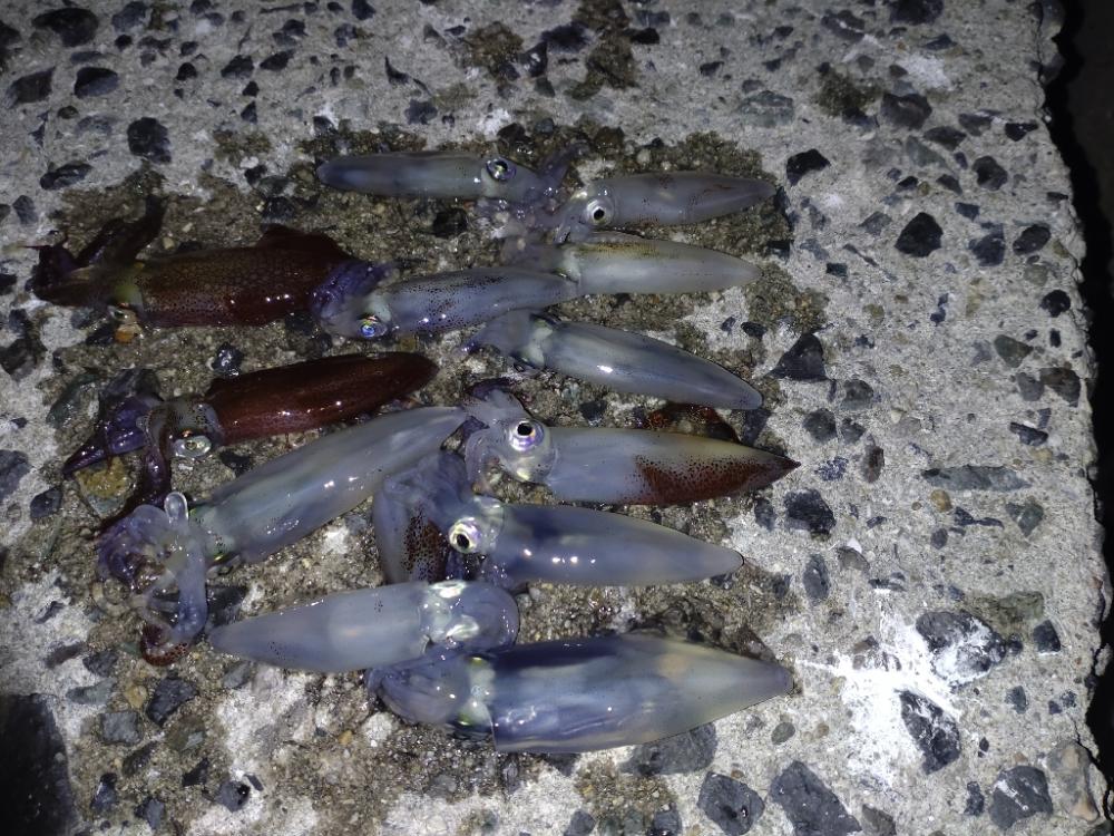 ヒイカエギング