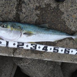 メジロ回遊してます！