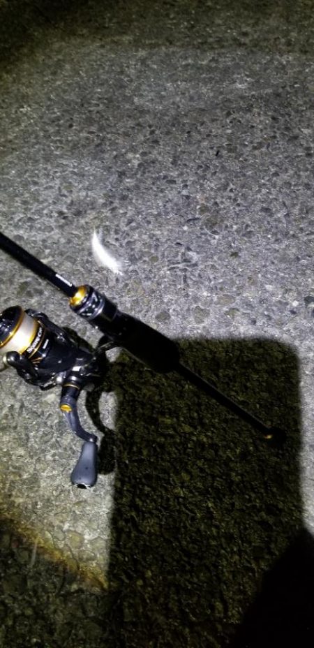 ナイトアジング