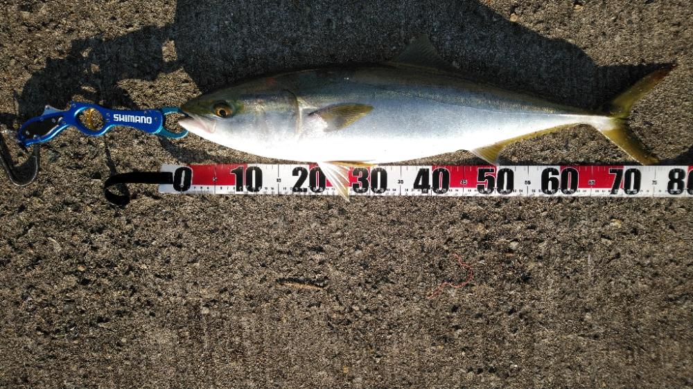 ルアーマンはそろそろ釣り納めですが