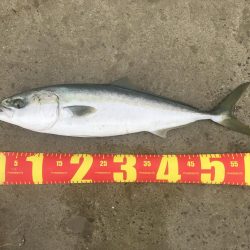 カマスの飲ませでメジロGET