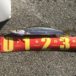 ライトワインドでカマス祭り