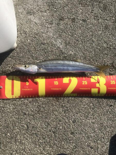 ライトワインドでカマス祭り