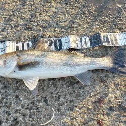 シーバスゲット!!