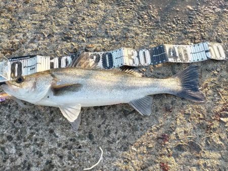 シーバスゲット!!