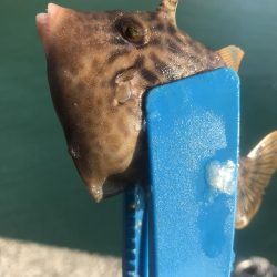 ブラクリ&胴付き二本針でカワハギGET