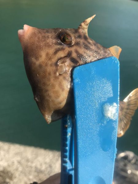 ブラクリ&胴付き二本針でカワハギGET