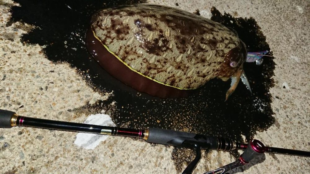 巨モンゴウIN対馬