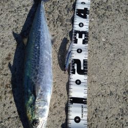 ようやく初サゴシ！