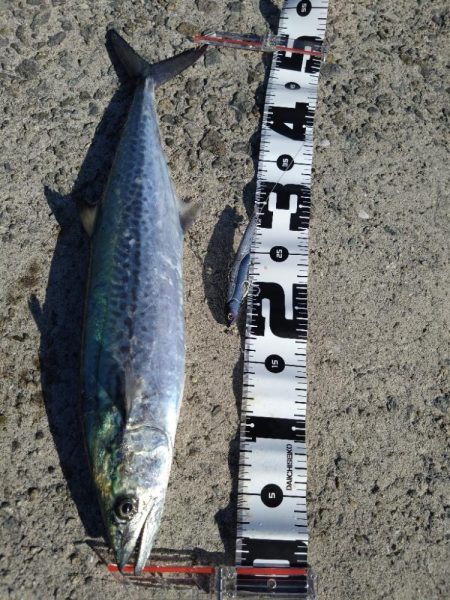 ようやく初サゴシ！