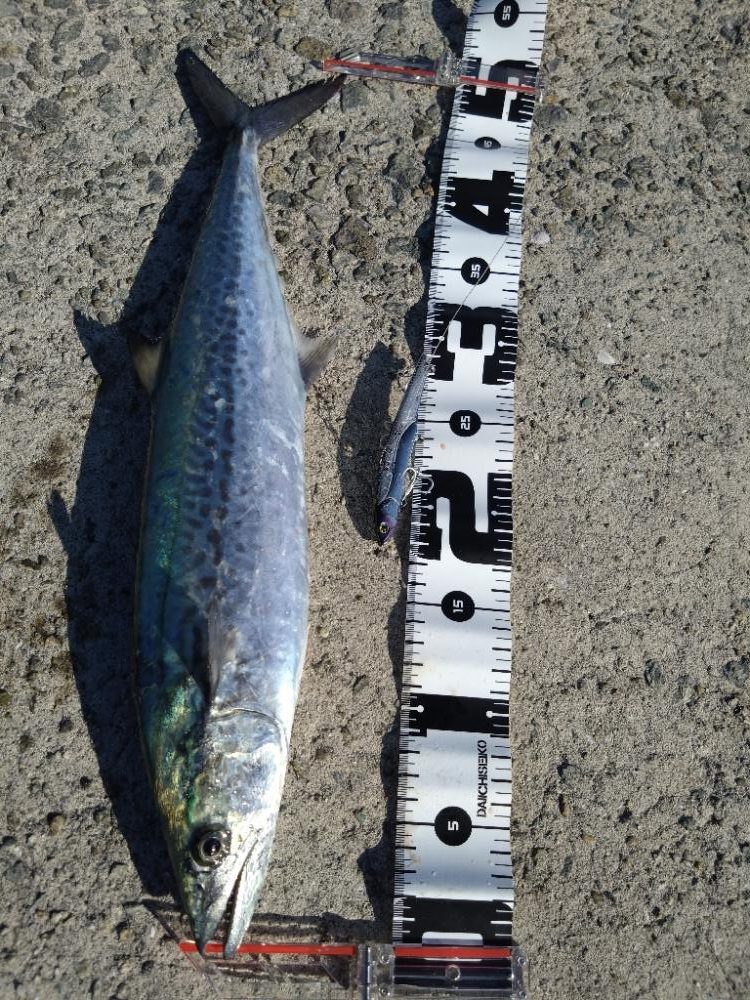 ようやく初サゴシ！