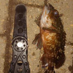 まだまだ海水温は温かい