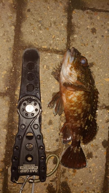 まだまだ海水温は温かい