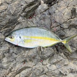 たかたかの釣り日記