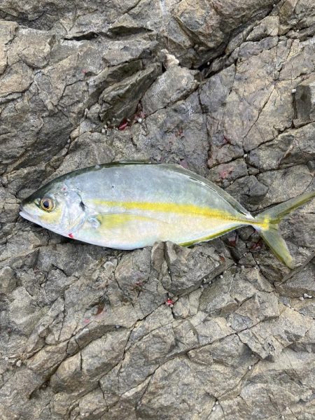 たかたかの釣り日記