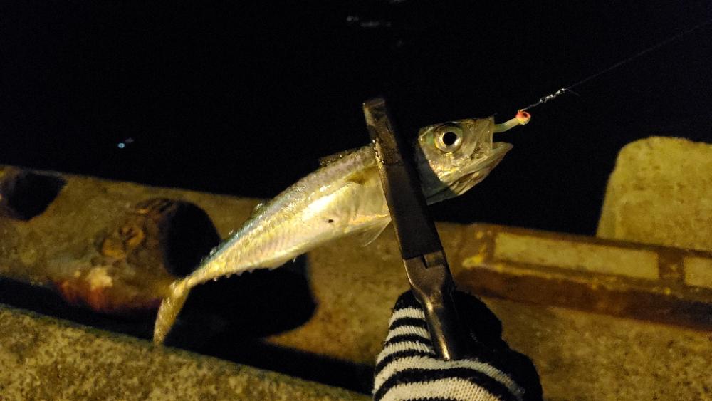 南港でのアジングで釣り納め