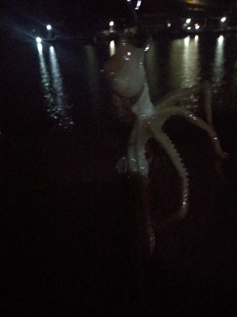 🐙ミニモニタコちゃん🐙