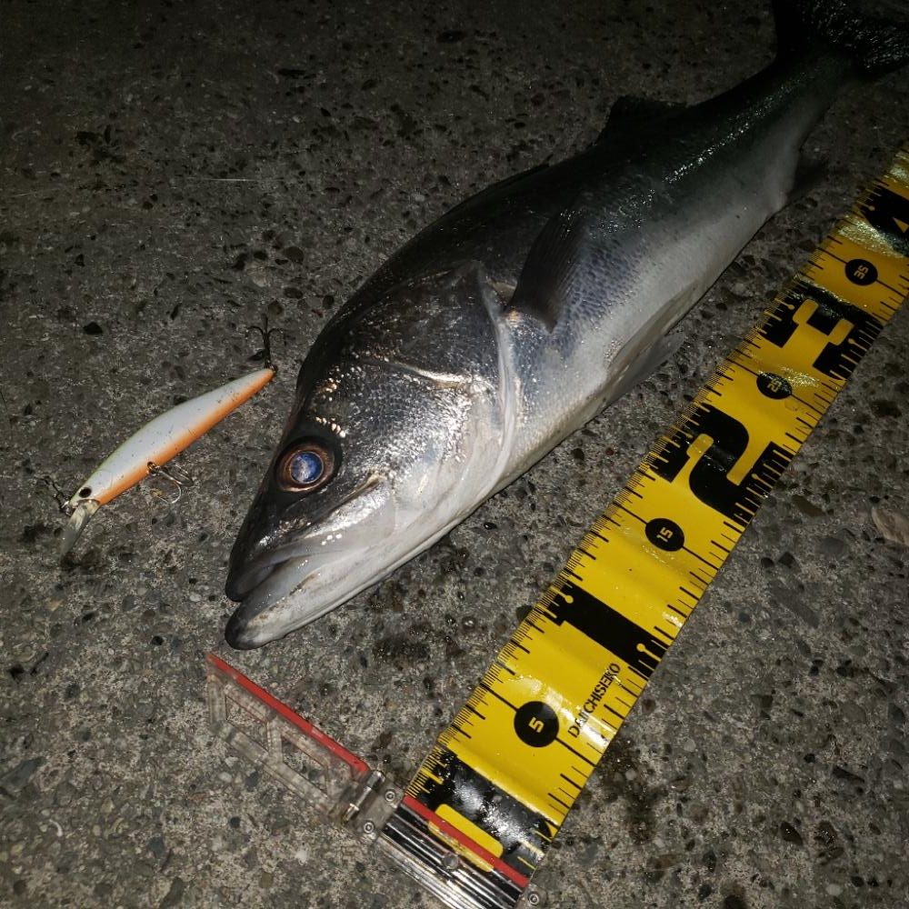 シーバスゲーム！