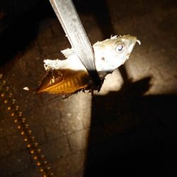 今日は回遊遅め