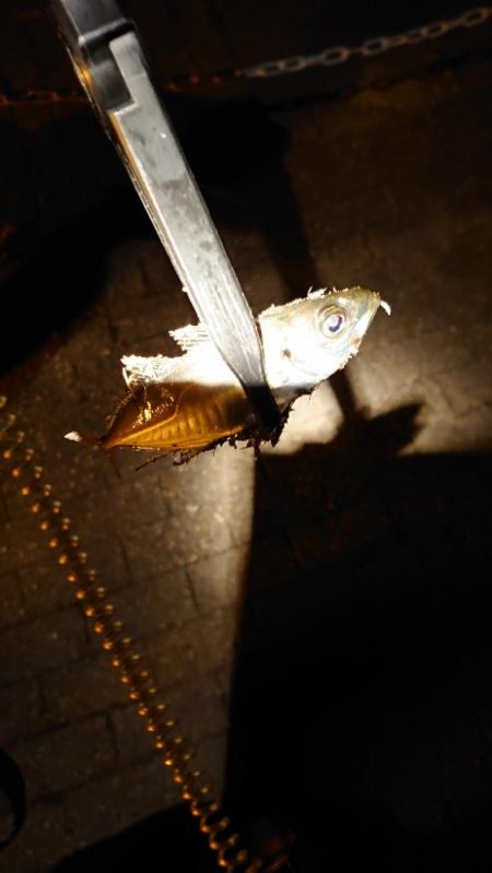 今日は回遊遅め