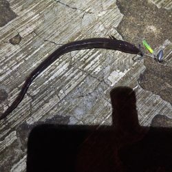 寒い中、ブッコミ釣り