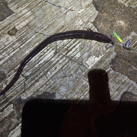 寒い中、ブッコミ釣り