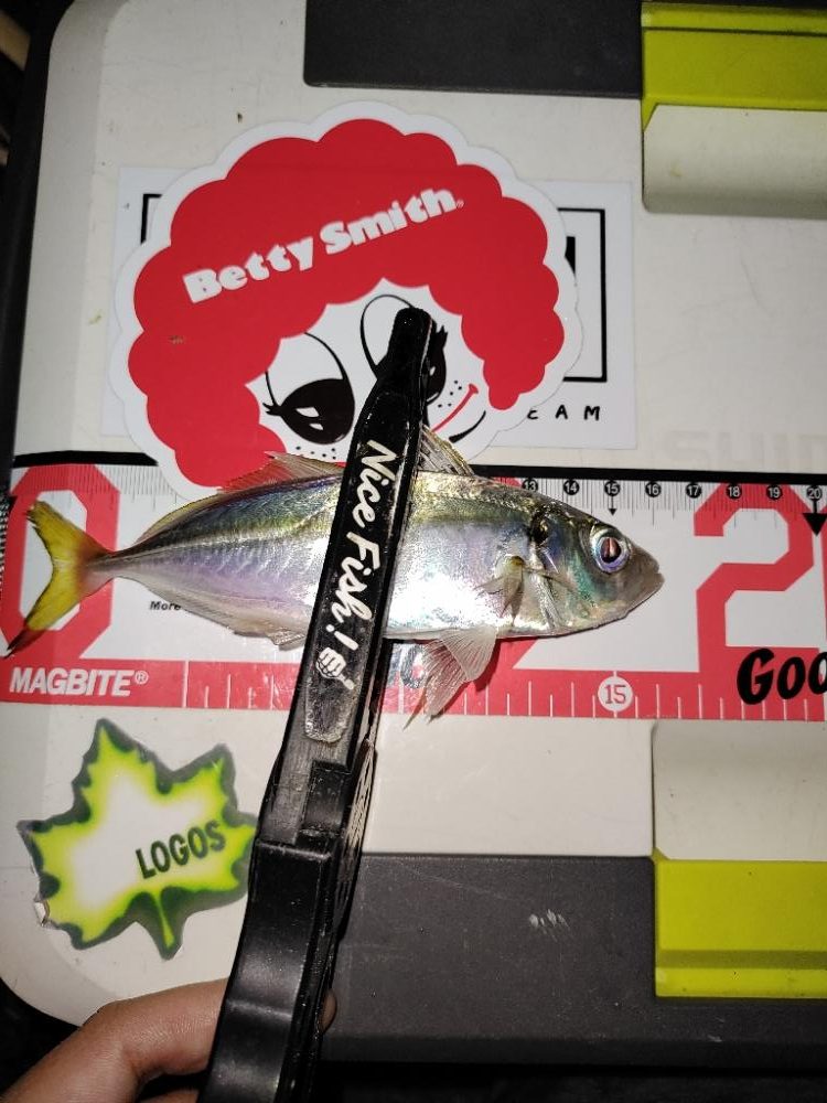 豆アジング@南港