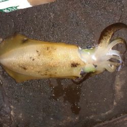 ショア磯エギング(ﾌﾟﾗｯｷﾝｸﾞ笑)