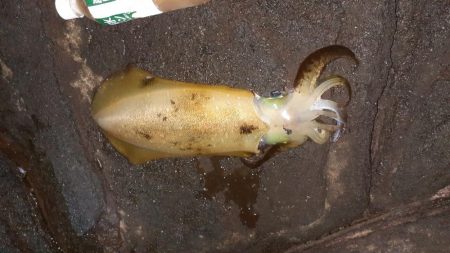 ショア磯エギング(ﾌﾟﾗｯｷﾝｸﾞ笑)