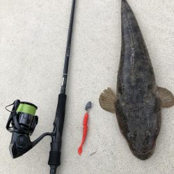 美味魚が食べたくて