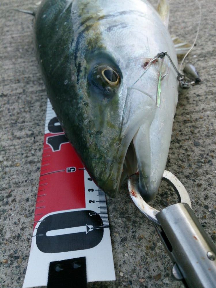 ショアジギング