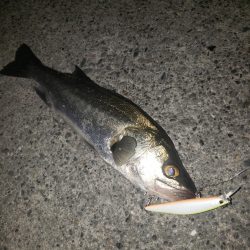 大晦日シーバス！