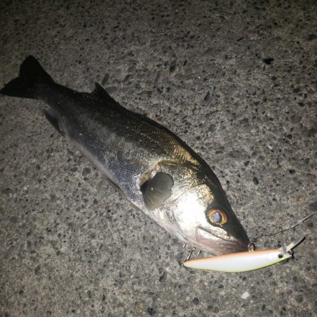 大晦日シーバス！