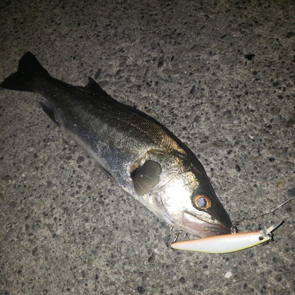 大晦日シーバス！