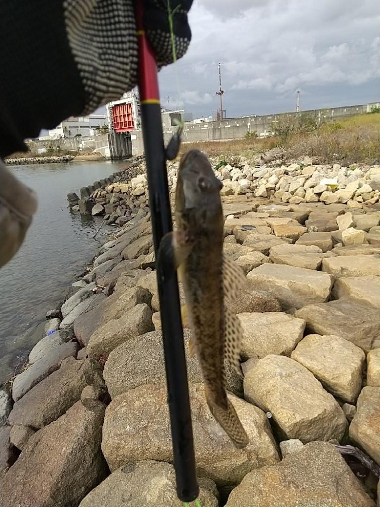 淀川ハゼ釣り～もう1歩！