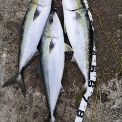 またも鰤足らず