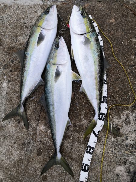 またも鰤足らず