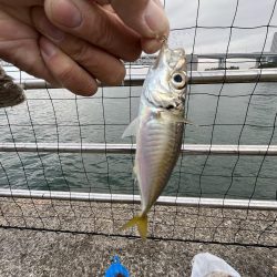 カレイはどこ、サビキしか勝たん