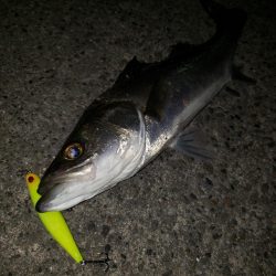 激渋だねスズキさん！