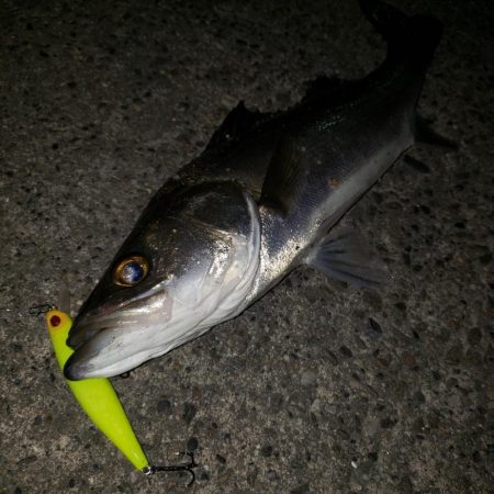 激渋だねスズキさん！