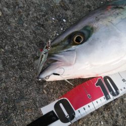 まだ青物の回遊あり