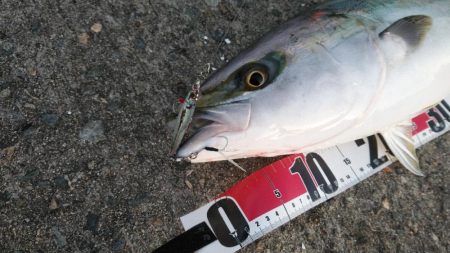 まだ青物の回遊あり